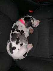Great Dane Puppy for sale in Clarksville, TN, USA