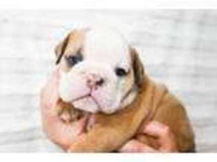 Bulldog Puppy for sale in Ashley, OH, USA