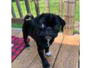 Pug Puppy for sale in Ishpeming, MI, USA