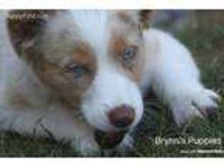 Miniature Australian Shepherd Puppy for sale in Sherwood, OR, USA