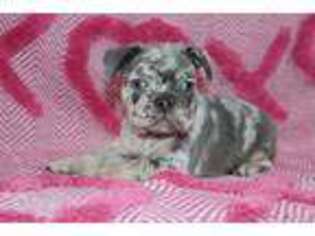 French Bulldog Puppy for sale in Etna Green, IN, USA