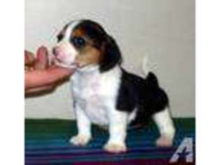Beagle Puppy for sale in VICTORIA, VA, USA