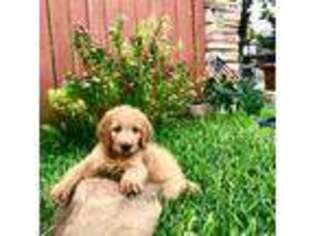 Goldendoodle Puppy for sale in Webster, TX, USA
