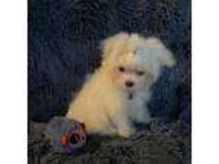 Maltese Puppy for sale in West Unity, OH, USA