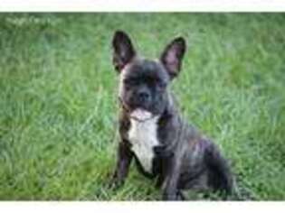 French Bulldog Puppy for sale in Quitman, GA, USA