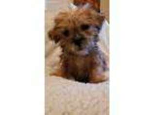 Yorkshire Terrier Puppy for sale in Crystal Lake, IL, USA