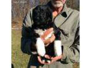 Mutt Puppy for sale in Williamsburg, WV, USA