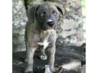 Cane Corso Puppy for sale in Brooksville, FL, USA