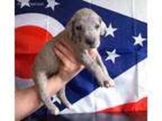 Great Dane Puppy for sale in Pickerington, OH, USA