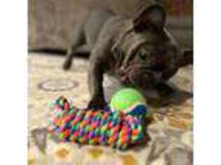 French Bulldog Puppy for sale in West Hartford, CT, USA