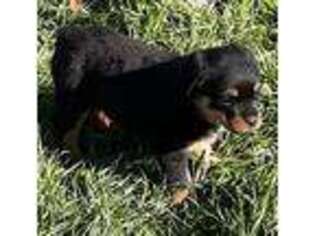 Rottweiler Puppy for sale in Elgin, ND, USA