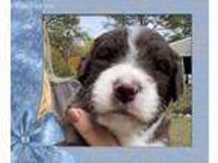 Mutt Puppy for sale in Montpelier, VA, USA