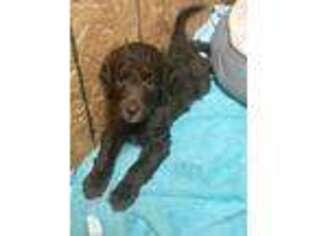 Labradoodle Puppy for sale in Wesson, MS, USA