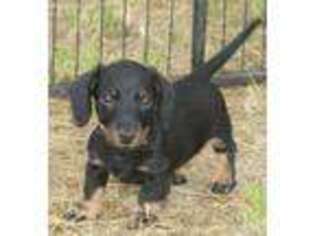 Dachshund Puppy for sale in Lawton, OK, USA