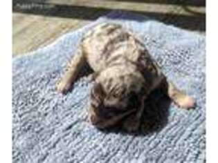 Mutt Puppy for sale in Canaseraga, NY, USA