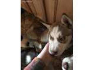 Siberian Husky Puppy for sale in Claypool, IN, USA