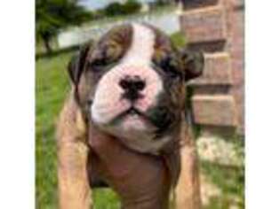 Olde English Bulldogge Puppy for sale in Rhome, TX, USA