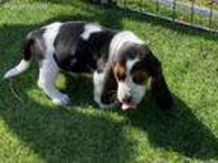 Basset Hound Puppy for sale in Gatesville, TX, USA