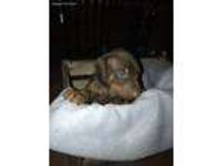 Doberman Pinscher Puppy for sale in Machesney Park, IL, USA
