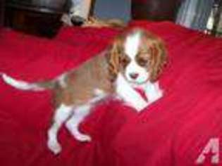 Cavalier King Charles Spaniel Puppy for sale in RENO, NV, USA