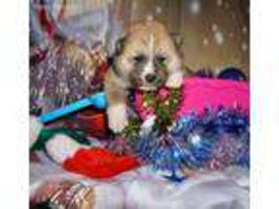 Akita Puppy for sale in Grantsburg, WI, USA