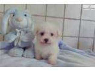 Bichon Frise Puppy for sale in Fayetteville, AR, USA