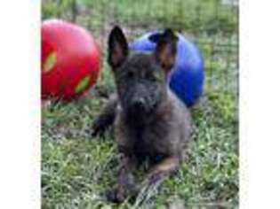 Dutch Shepherd Dog Puppy for sale in Hastings, MN, USA