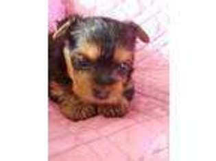 Yorkshire Terrier Puppy for sale in WESTMINSTER, MD, USA