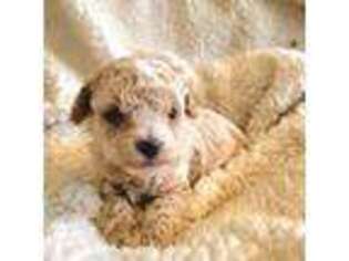 Mutt Puppy for sale in Green Bay, WI, USA