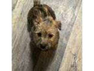 Full screen Photo #1 Cairn Terrier Puppy For Sale in West Milton, OH, USA