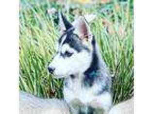 Siberian Husky Puppy for sale in Glen Allen, VA, USA