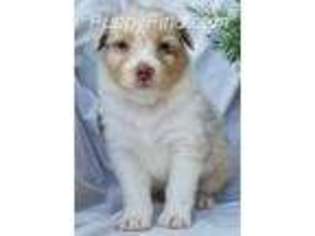 Australian Shepherd Puppy for sale in Macomb, MO, USA