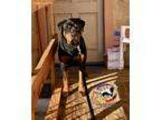 Rottweiler Puppy for sale in Martinez, CA, USA