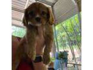 Cavalier King Charles Spaniel Puppy for sale in Cross Hill, SC, USA