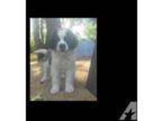 Saint Bernard Puppy for sale in SILVERLAKE, WA, USA