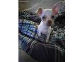 Chihuahua Puppy for sale in San Bernardino, CA, USA