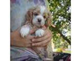 Cocker Spaniel Puppy for sale in Myerstown, PA, USA