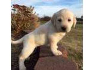 Labrador Retriever Puppy for sale in Greenfield, MO, USA