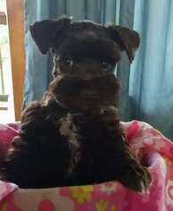 Mutt Puppy for sale in ROCKBRIDGE, MO, USA