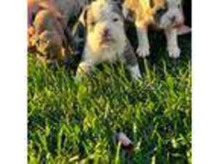 Olde English Bulldogge Puppy for sale in Burlington, NC, USA