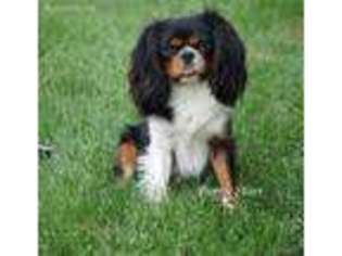 Cavalier King Charles Spaniel Puppy for sale in Centerville, IA, USA