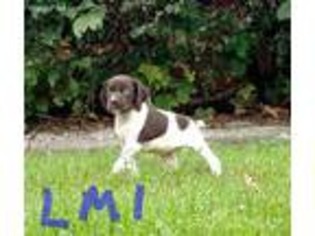 German Shorthaired Pointer Puppy for sale in Cambria, WI, USA