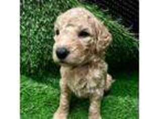 Goldendoodle Puppy for sale in Blue Springs, MO, USA