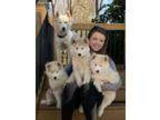 Siberian Husky Puppy for sale in Mooresville, NC, USA
