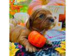 Cavalier King Charles Spaniel Puppy for sale in Roseville, CA, USA