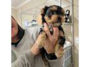 Yorkshire Terrier Puppy for sale in Mccomb, MS, USA