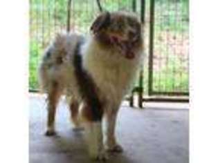 Australian Shepherd Puppy for sale in Commerce, GA, USA