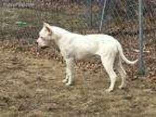 Dogo Argentino Puppy for sale in Fairfield, NJ, USA