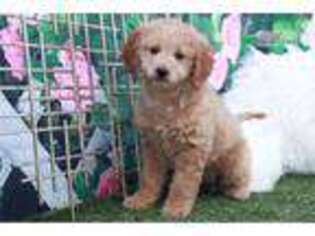 Goldendoodle Puppy for sale in Atlanta, GA, USA