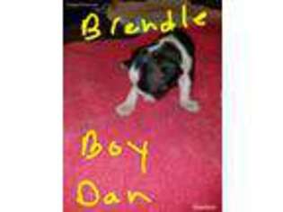Boston Terrier Puppy for sale in Westville, FL, USA